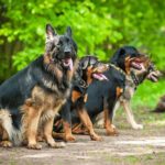 10 Best Guard Dog Breeds