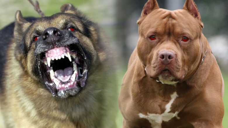 10 Most Dangerous Dog Breeds You Should Know About