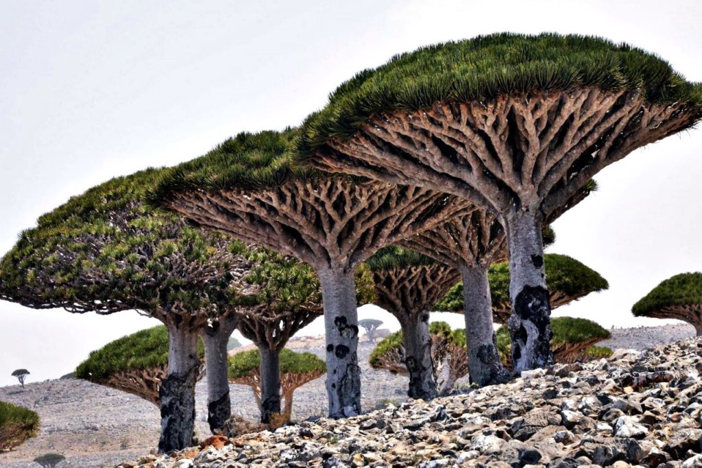 Amazing Destinations: Socotra, Yemen: The Enigmatic Island